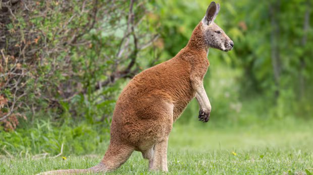 Quebec says runaway kangaroo ‘Joey’ poses no threat but advocate warns of risks to its safety