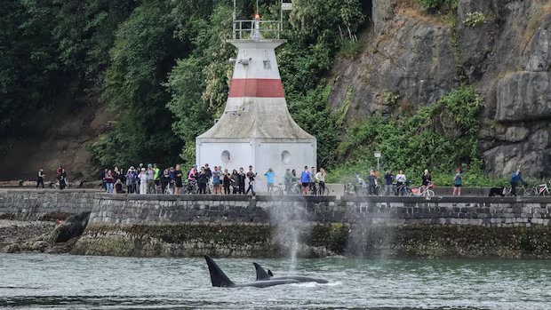 ‘This is our Serengeti’: New study says more whales showing up in Vancouver waters