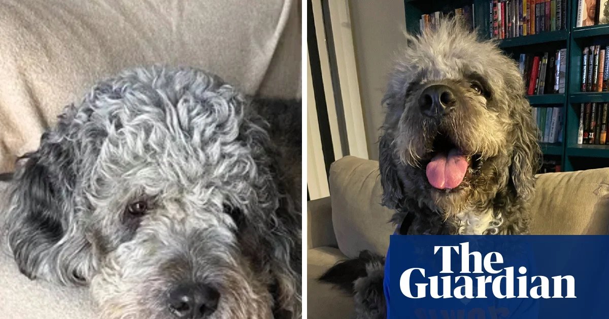 LAPD releases footage of moment officers shot and killed woman’s dog | US news