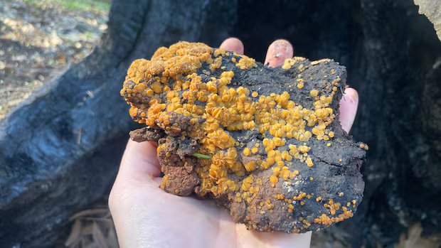 Fire-loving fungi are nature’s first responders after wildfire, readying the soil for rebirth