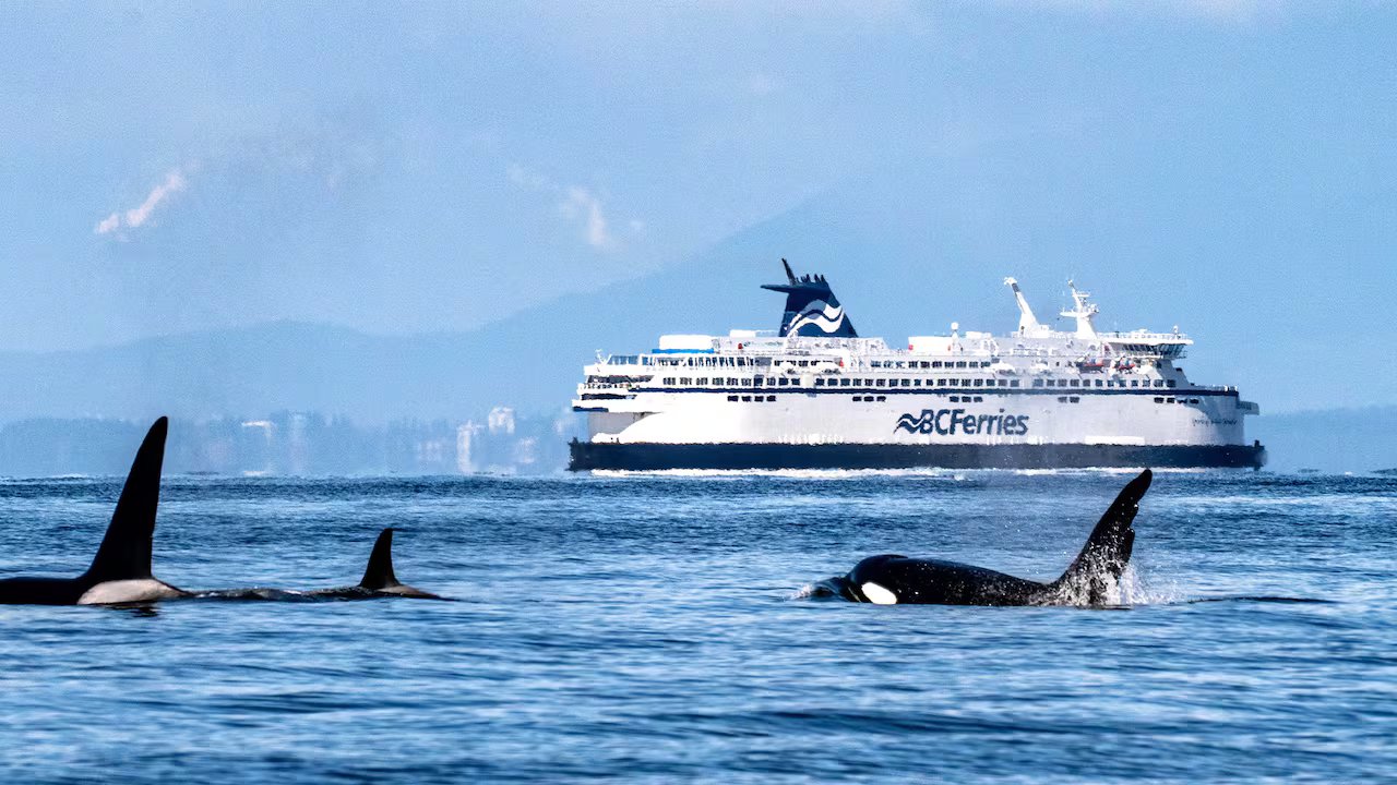 Coastal B.C. waters seeing more whales, more often