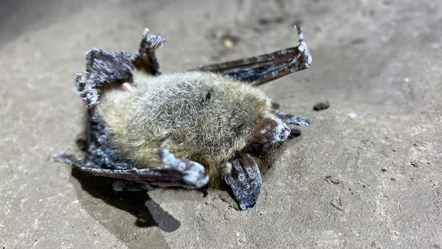 Inside Alberta caves, biologists are fighting a fungus that is threatening bat colonies