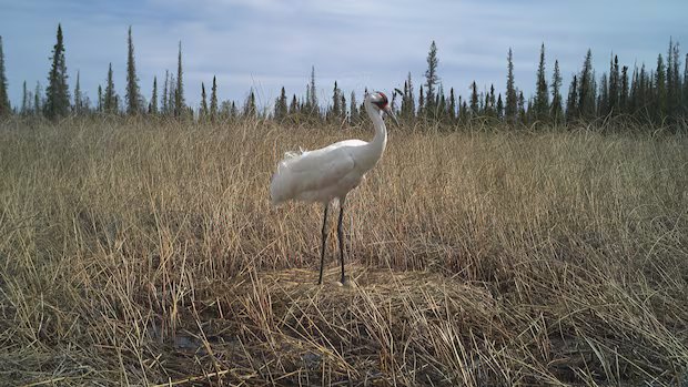 Wildfire near endangered whooping crane nests sparks scientific opportunity