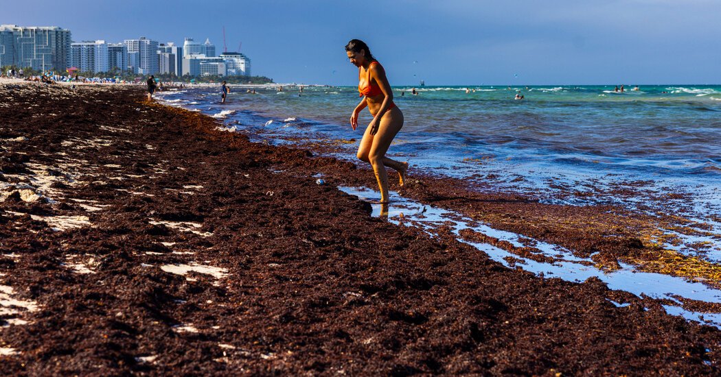 World Cup Visitors in Miami Encounter Beaches Thick With Smelly Seaweed