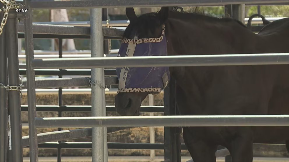 WATCH: Owner speaks out after teen allegedly injures 3 horses at equestrian competition