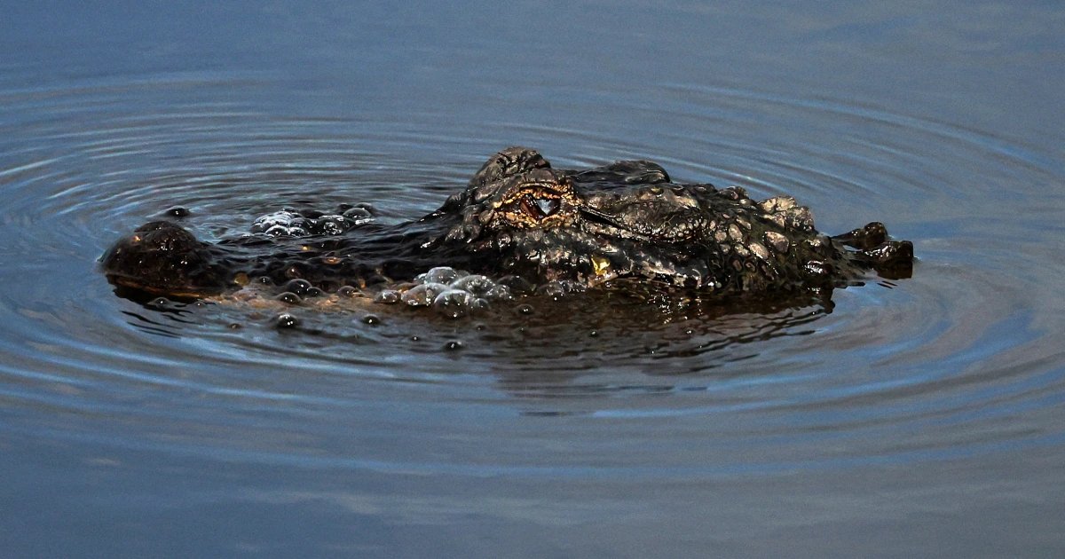 Man fleeing police attacked by alligator before continuing his getaway, Louisiana authorities say