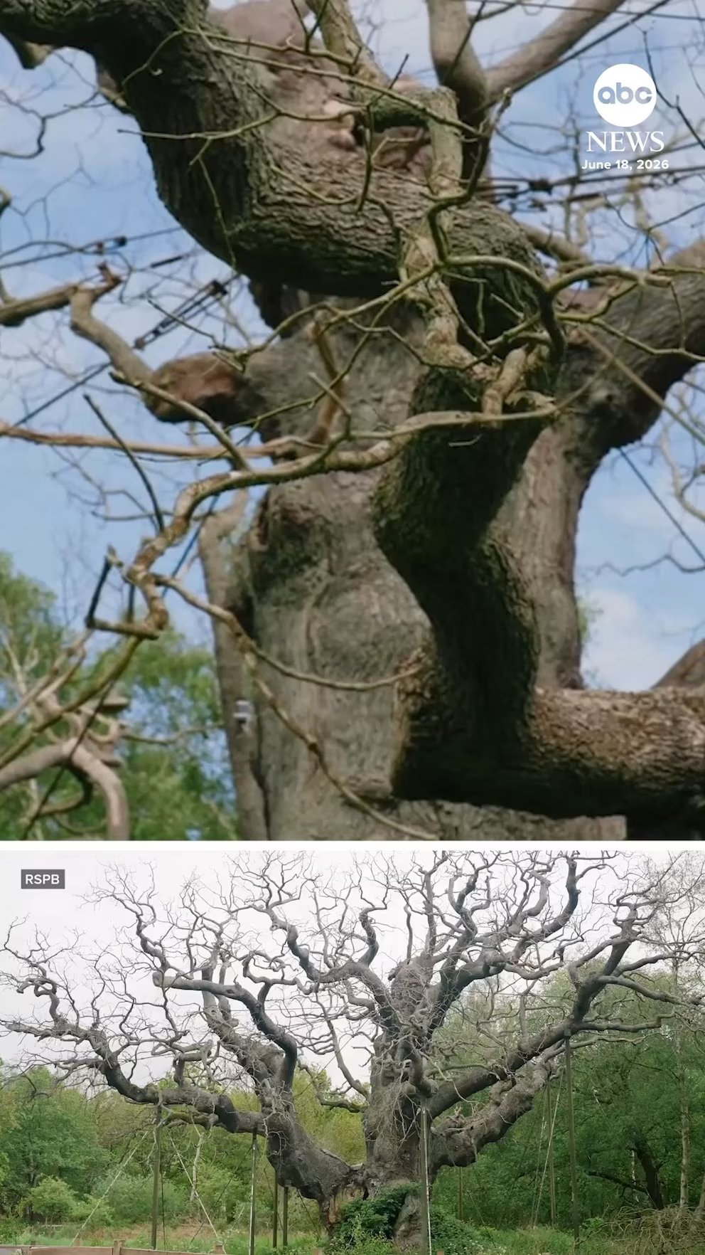 WATCH: 'Robin Hood' oak tree dies in the U.K.