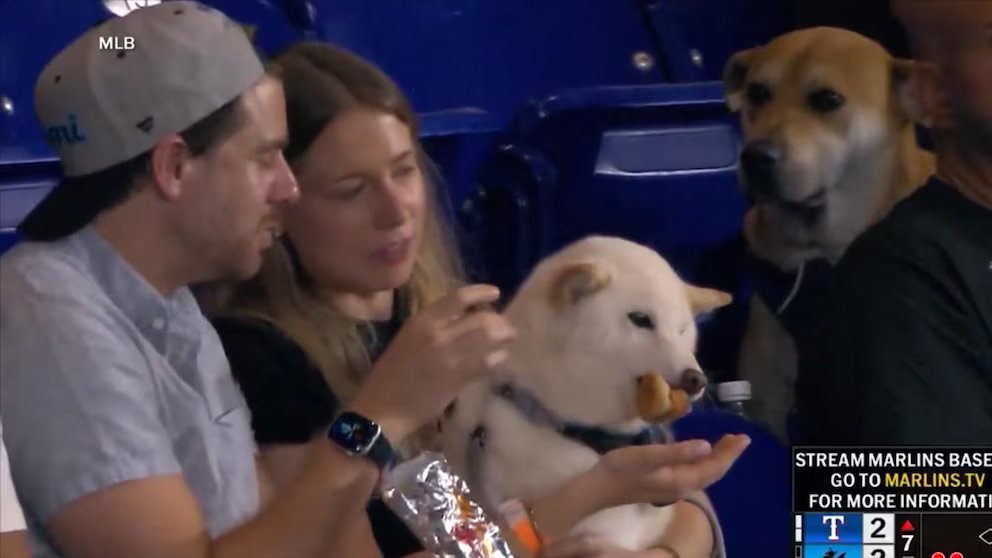 WATCH: Dog envies other dog eating frankfurter