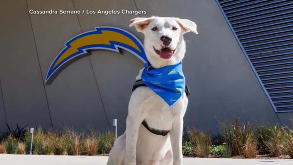WATCH:  LA Chargers put spotlight on service dogs