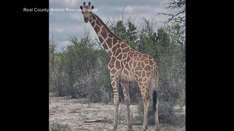 WATCH:  Missing giraffe in Texas finally found after two-week search