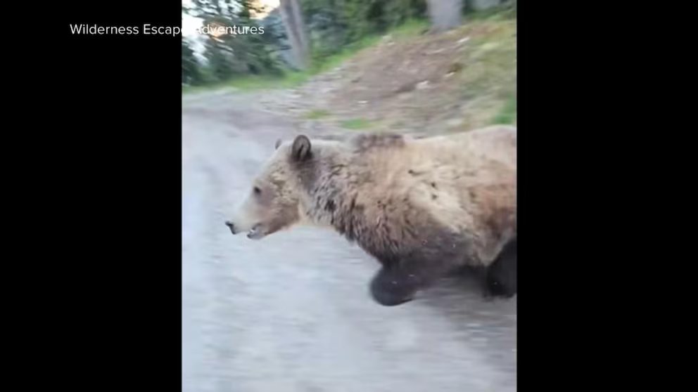 WATCH:  Grizzly bear in Canada threatens woman and dog, video shows