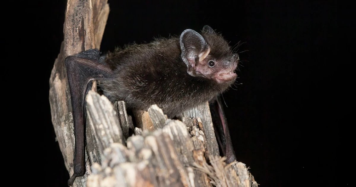 6-year-old girl bitten by rabid bat while playing outside her Wisconsin home, family says