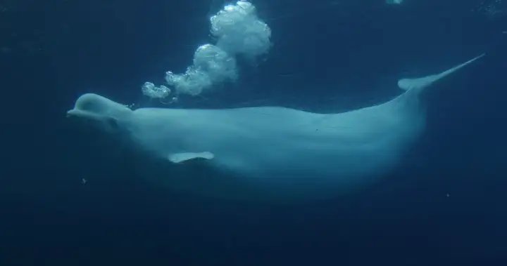 New study shows beluga whales display fascinating behaviour in front of mirror