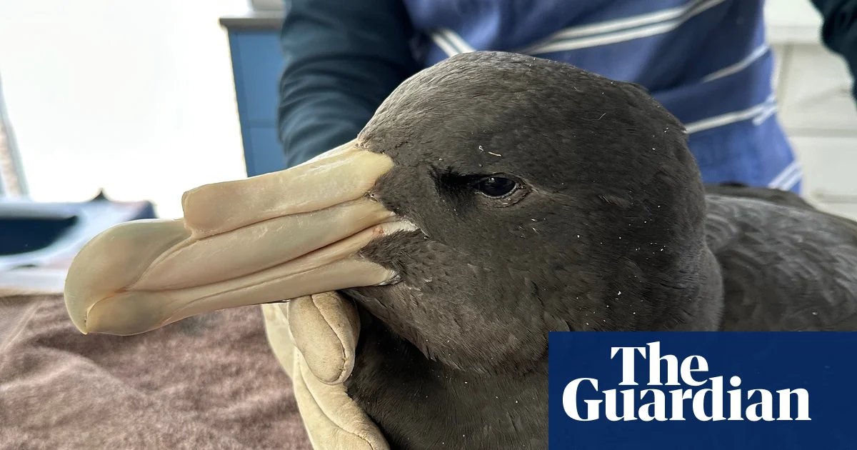 Western Australian poultry farms locked down after H5N1 bird flu discovered in wild birds | Bird flu