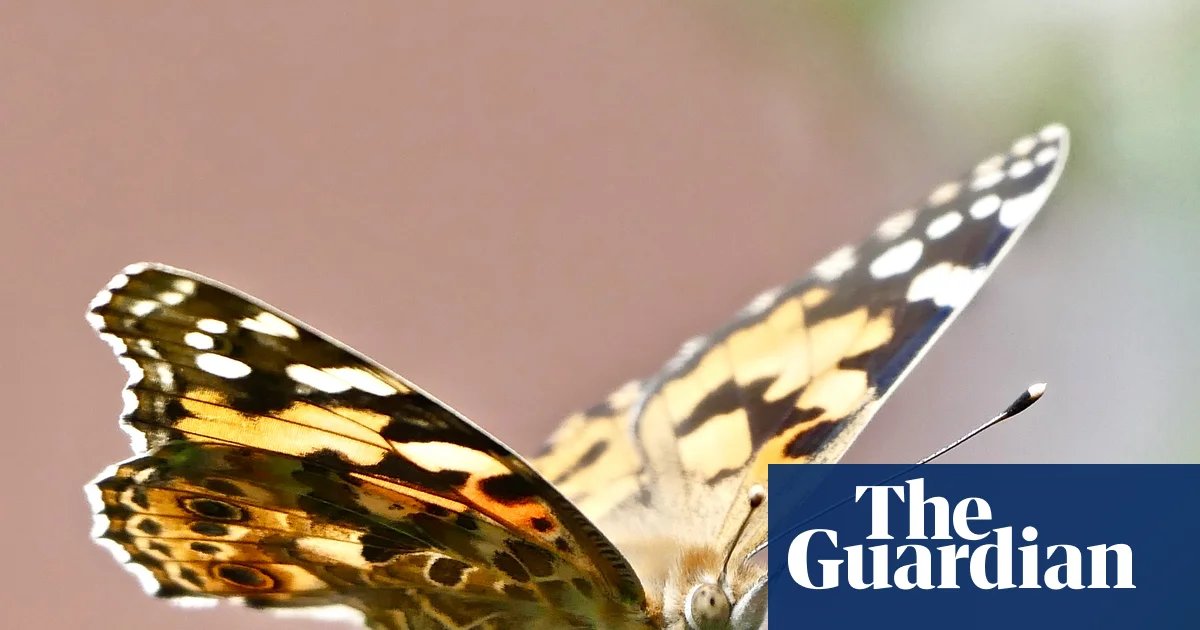 Get set for a painted lady summer: big year for orange butterflies in Britain | Butterflies