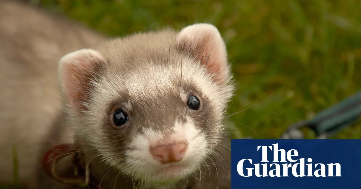 Therapy ferrets used to kill rats at UK’s largest children’s prison | Prisons and probation