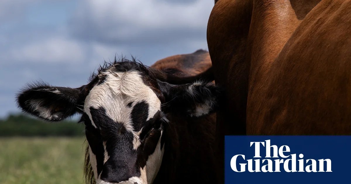 US confirms three new cases of flesh-eating screwworm in livestock | US news