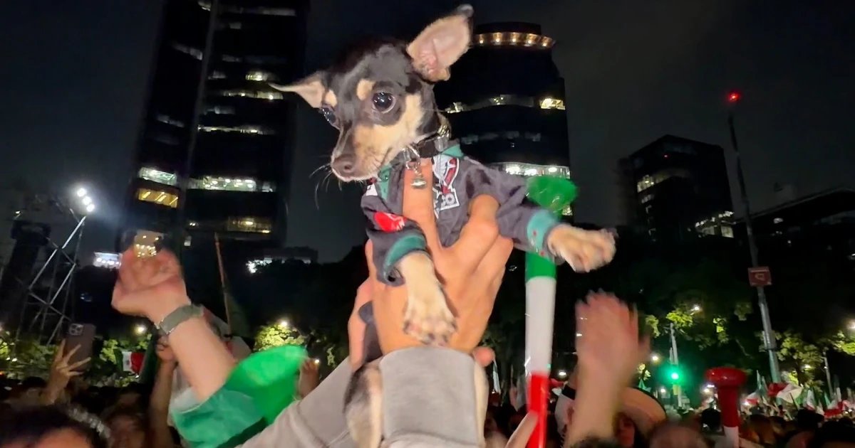 Conoce a “Suerte” la encantadora chihuahua que brilló en los festejos del Ángel de la Independencia