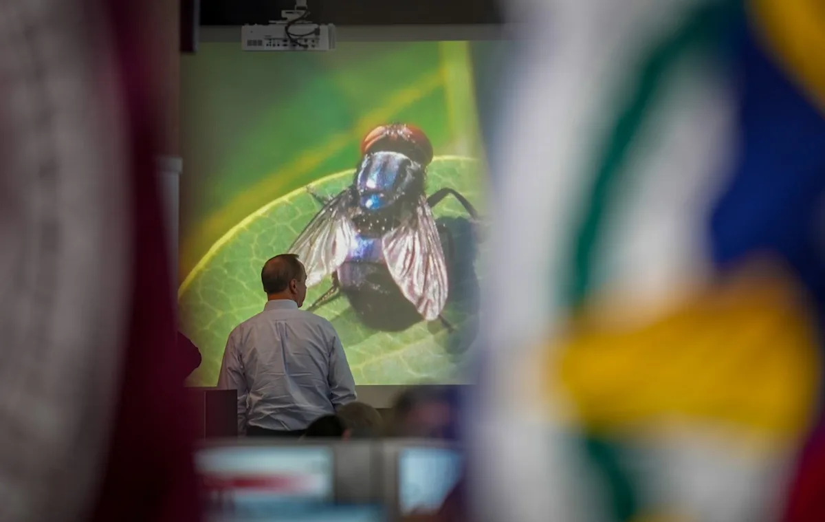 Texas governor wants to speed up work on a fly-breeding factory to fight a cattle parasite