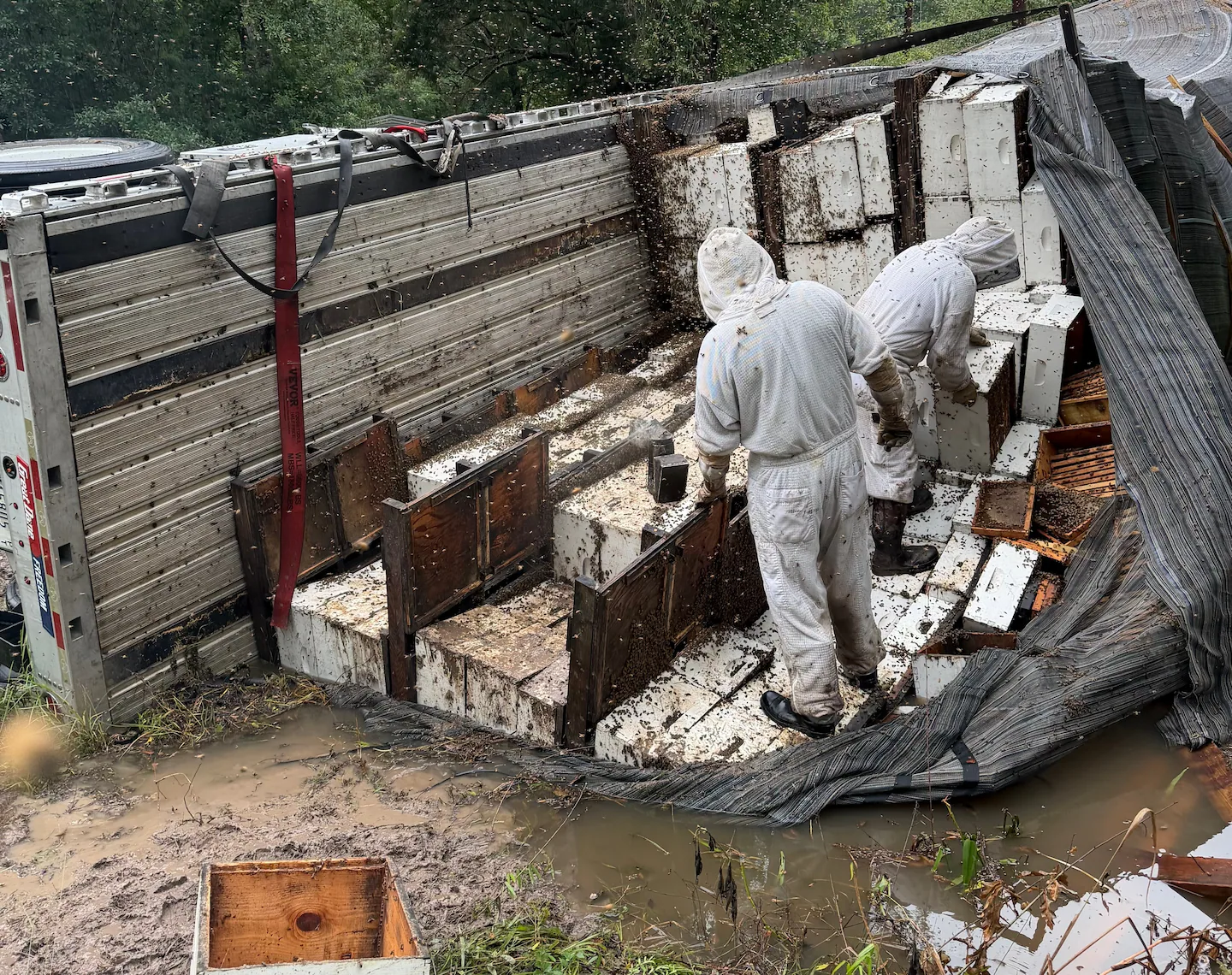 Beekeepers work to save millions of bees after Texas truck crash
