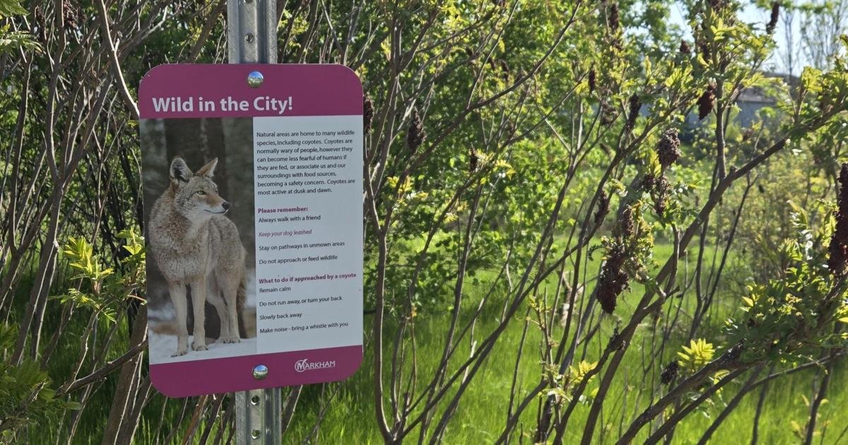 ‘Concerning coyote behaviour’ reported in Markham: York police