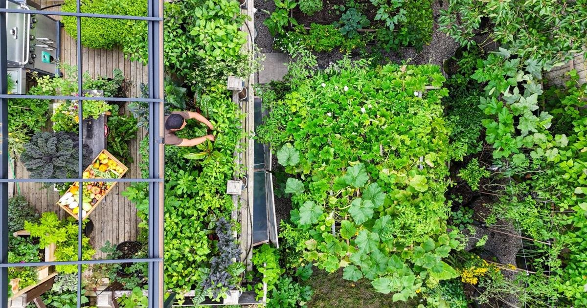 This Toronto couple grows most of the vegetables they eat in their compact garden. Now, they're sharing their bounty