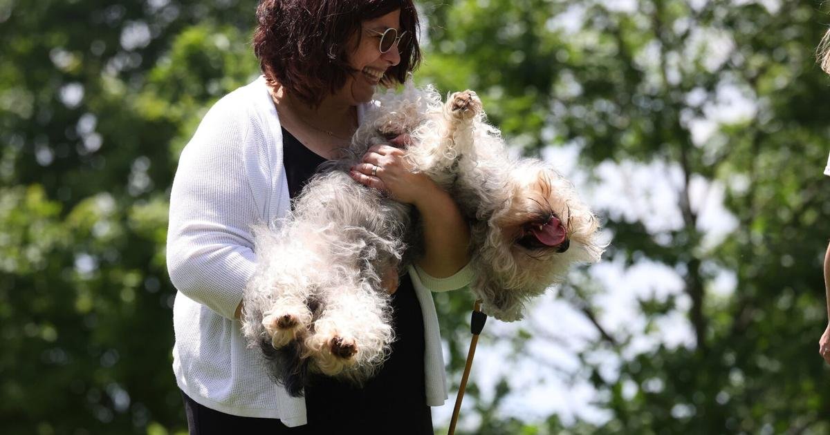 Dog lovers celebrate a rare breed in need of a boost on World Dandie Dinmont Terrier Day