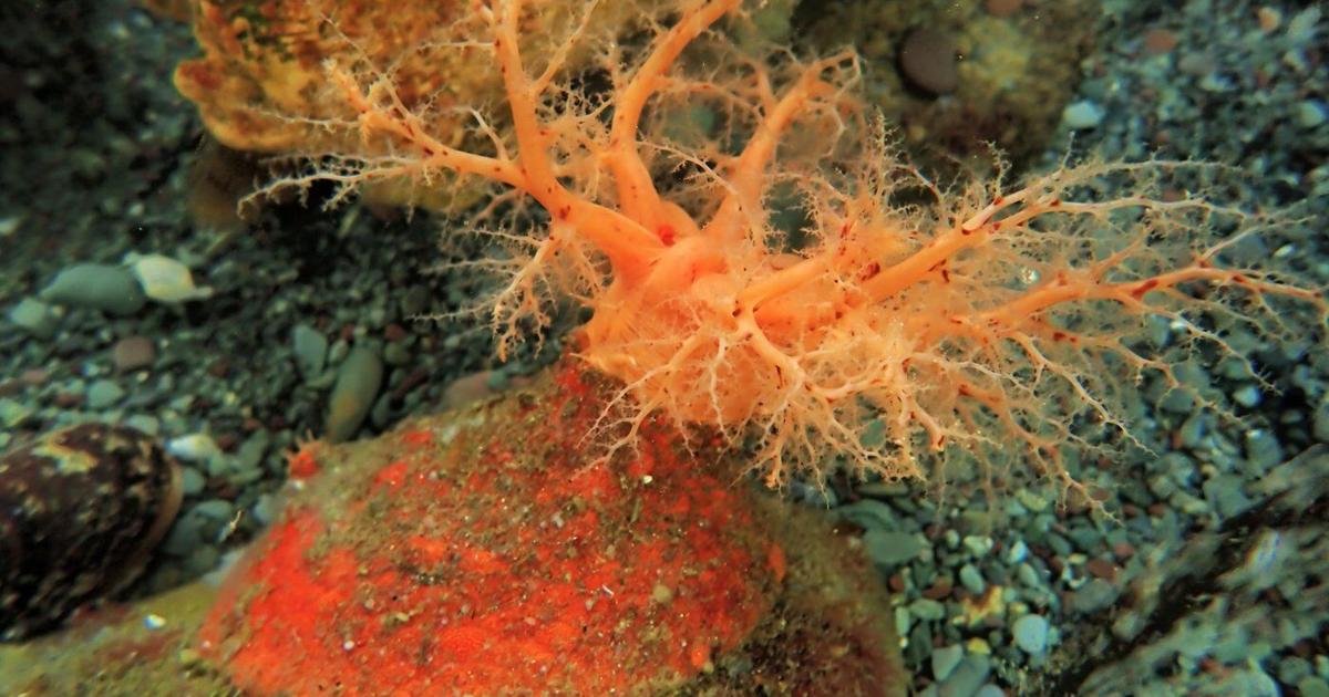 These sea cucumbers seem to have 'zombie' flesh that doesn't die when lopped off