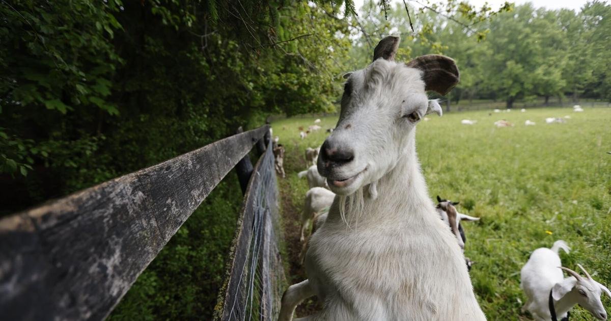 Herd the news? A group of goats is back in Toronto to graze on invasive plants