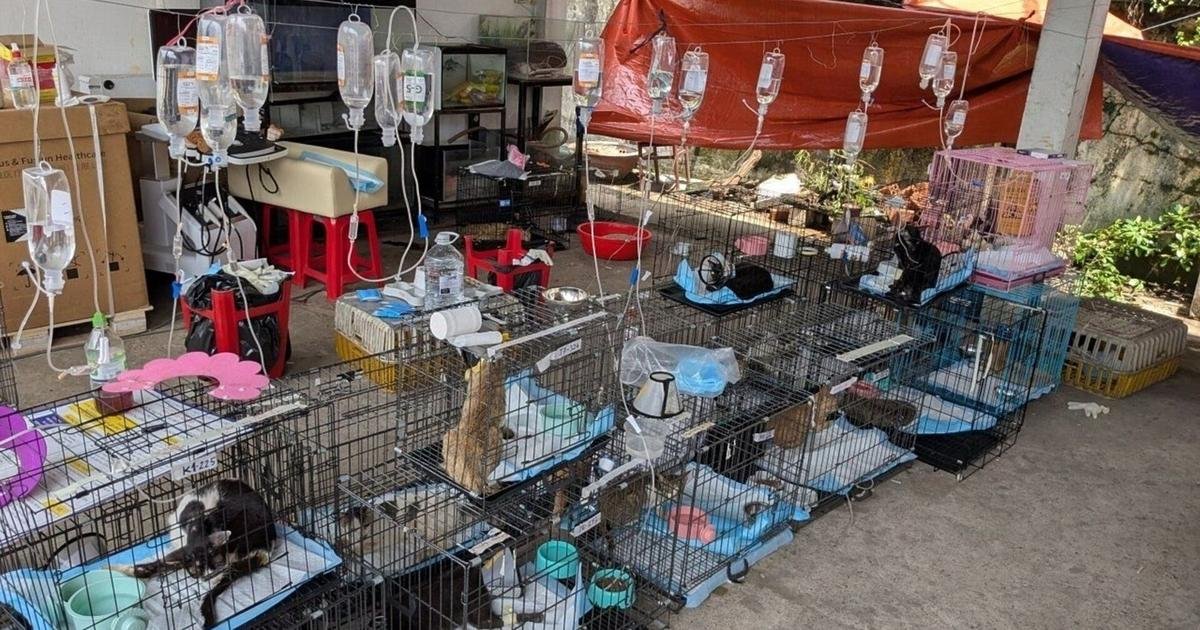 Police rescue hundreds of cats from being eaten in Vietnam with bust of major animal theft ring