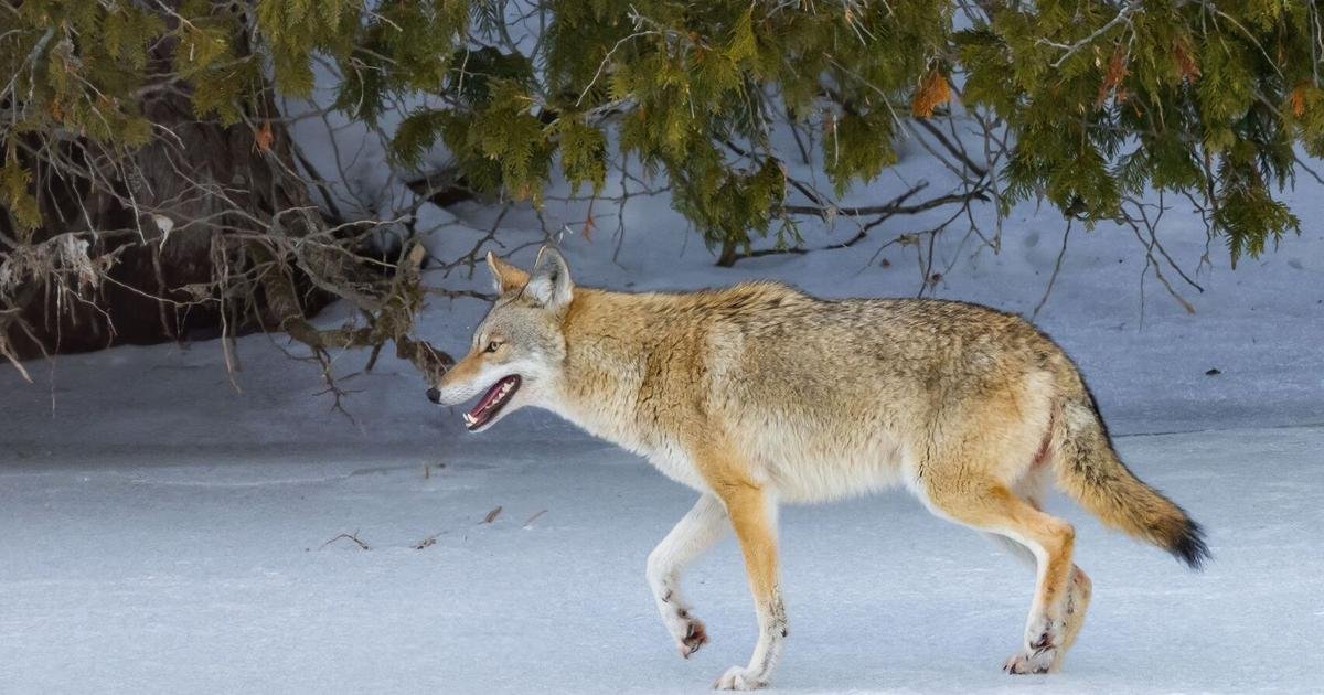 'Be vigilant': Young boy hospitalized after being bitten by coyote in Whitby