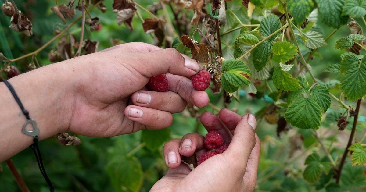 A Serbian town is known for raspberries that are exported around the world