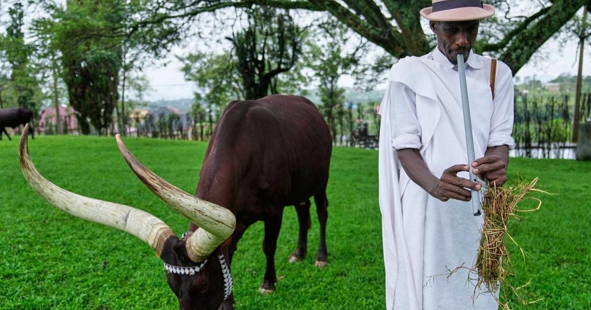 In Rwanda, a royal herd of cattle is treated to poetry and cultural reverence