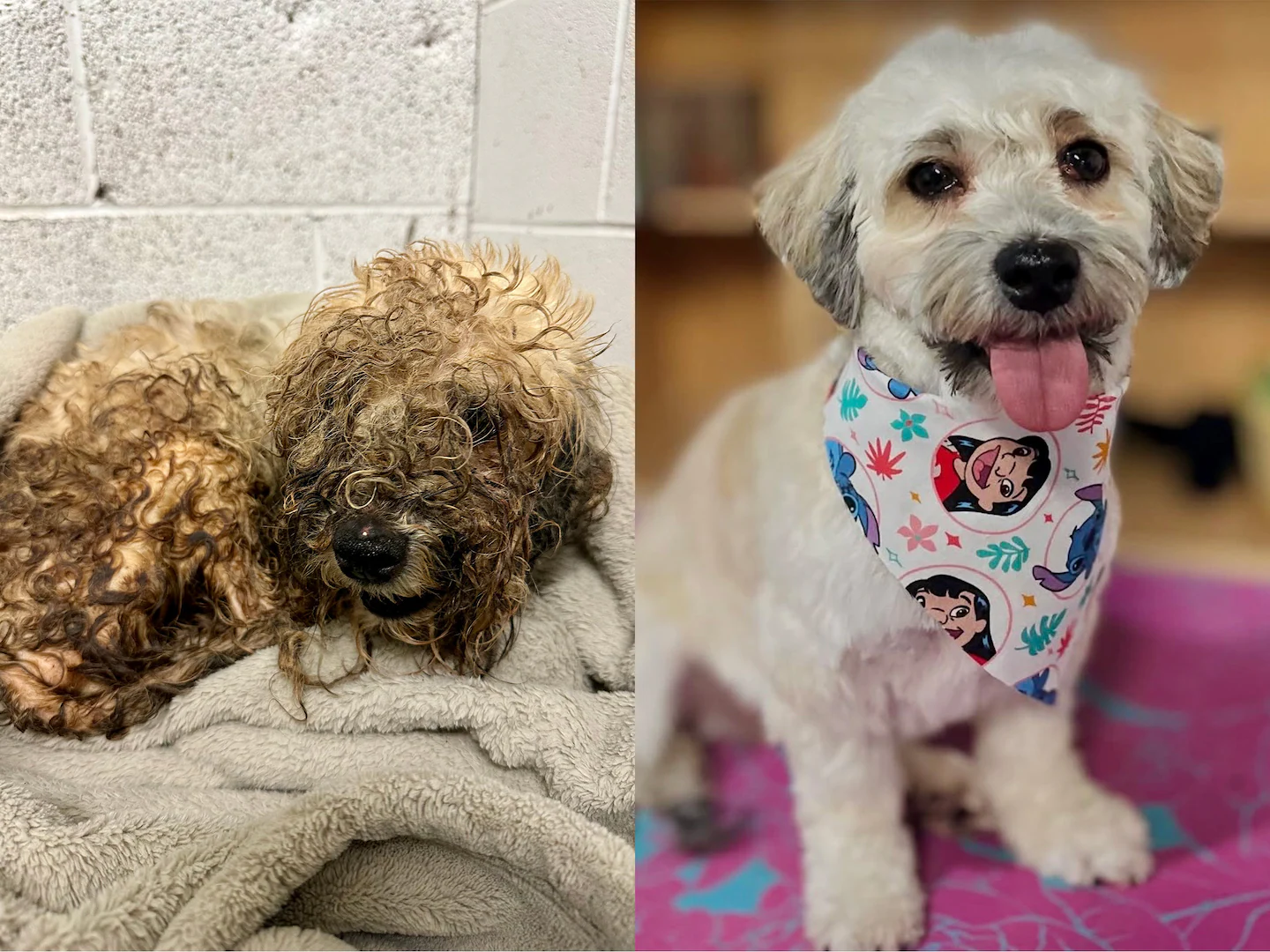These 3 shelter dogs won a makeover contest for their dramatic transformations
