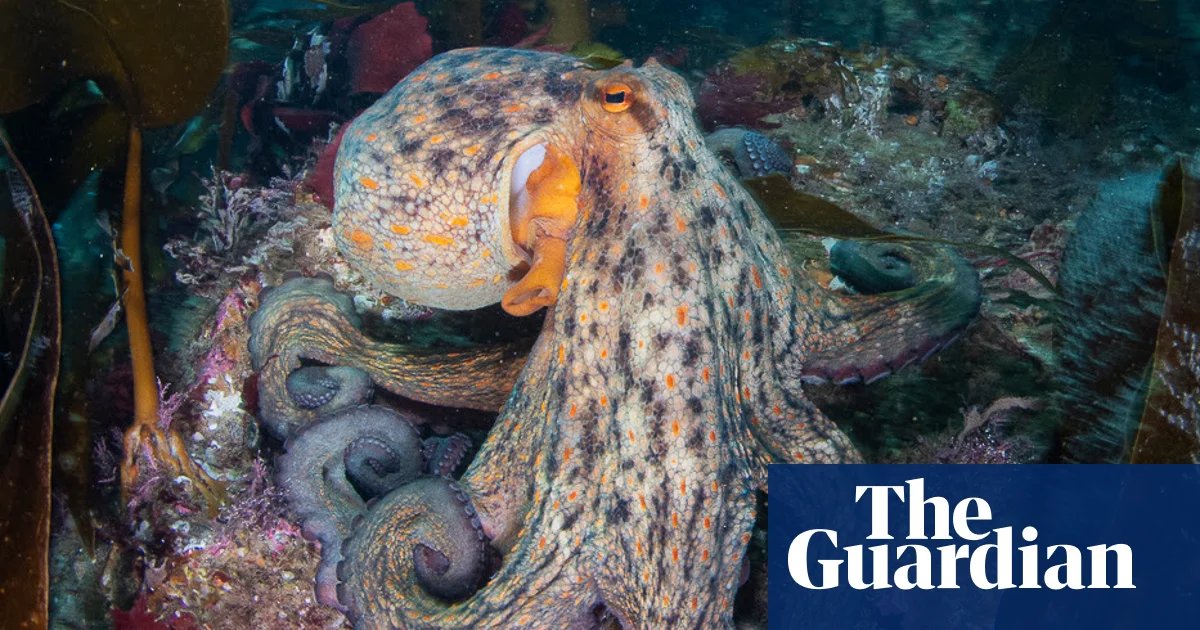 Octopus surge spreads up UK coast as far as Scotland, study finds | Marine life