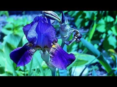 THE FIFTH COLUMN: Bridlewood Flowers Slideshow