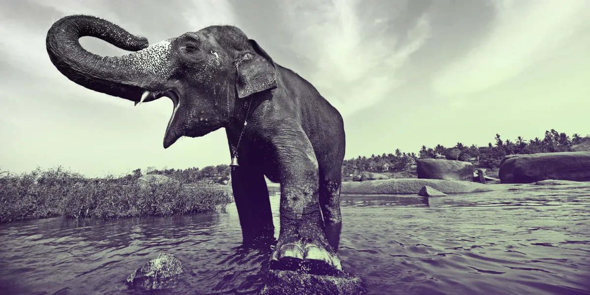 Elephant alert! AI warning systems aim to avoid deadly clashes across India