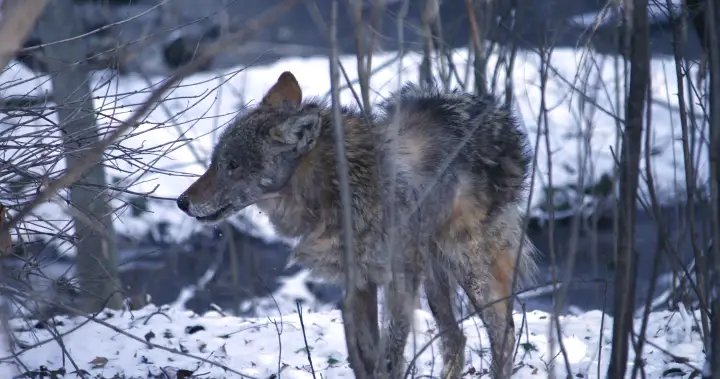 ‘Very worrisome’: Coyote attack on child in Durham sparks renewed safety call