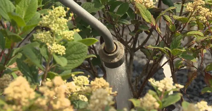 Metro Vancouver moving to Stage 3 water restrictions, but they might not last – BC