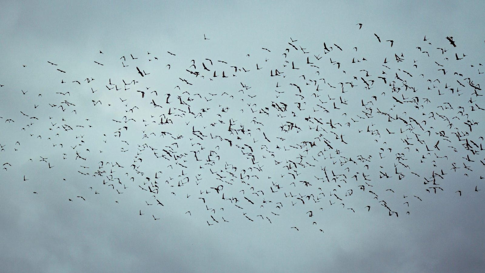 Social Constructs and Spontaneous Order