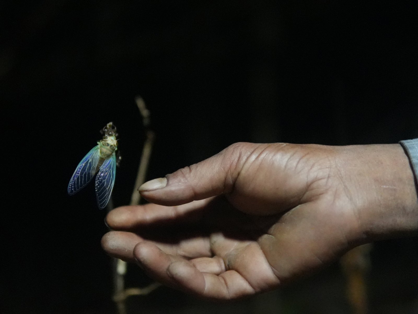 The World Cup cicada: India’s rare insect on a four-year clock | Environment