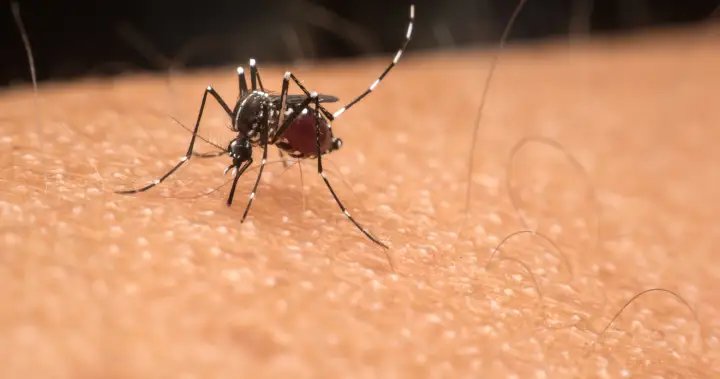 Edmonton mosquito number rising after rainy weekend — and more expected – Edmonton
