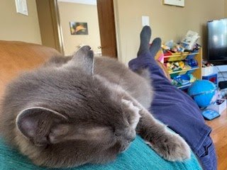 Tuesday Night Cat Blogging