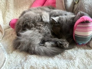 Tuesday Night Cat Blogging