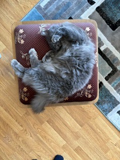 Thursday Night Cat Blogging