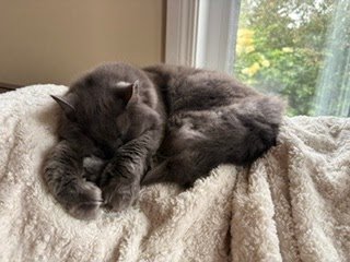 Tuesday Night Cat Blogging
