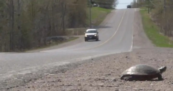 Wildlife experts encouraging public to watch for nesting animals – Kingston
