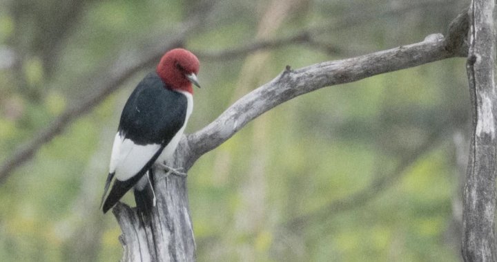 Calgary photographers, bird watchers flock to catch a glimpse of rare woodpecker