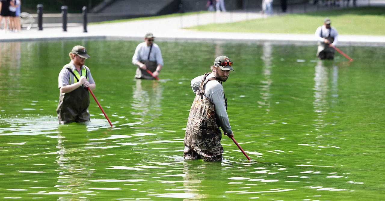 Why the Reflecting Pool Is Full of Algae After Trump’s Renovation