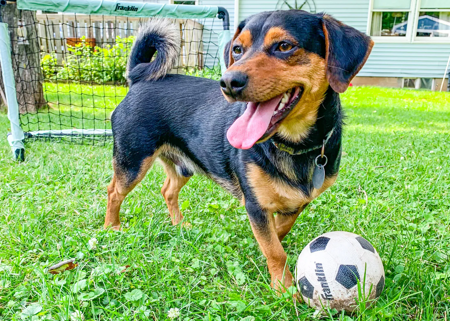 Dog named Ronaldo goes viral for soccer goalkeeping ahead of World Cup